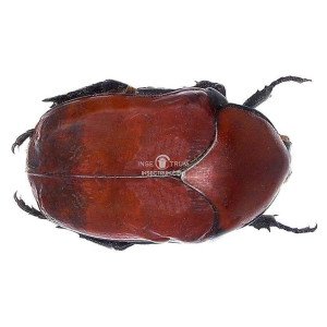 AMITHAO PYRRHONOTUM AMITHAO PYRRHONOTUM